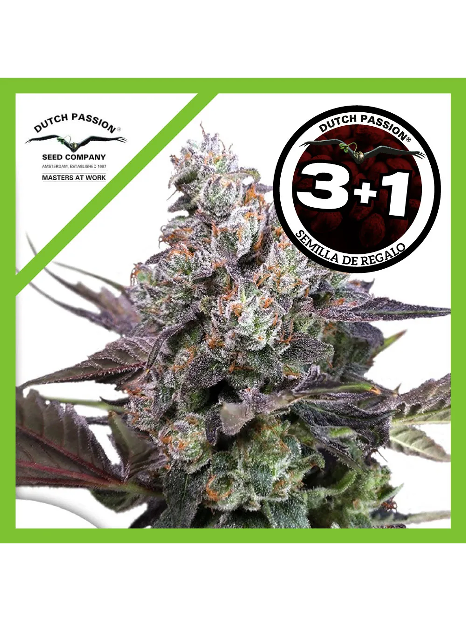 Candy Bubatz Xl Fem -Dutch Passion (X3/X3+1) 1