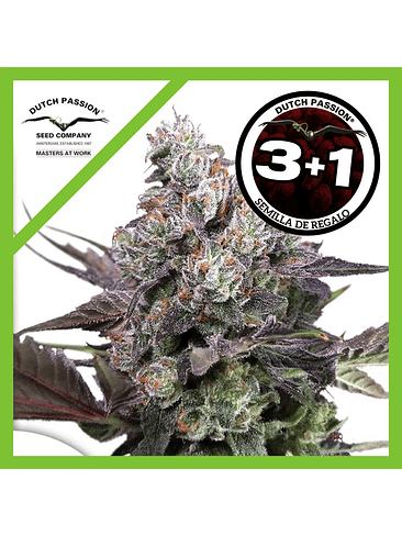 Candy Bubatz Xl Fem X3+1-Dutch Passion 1