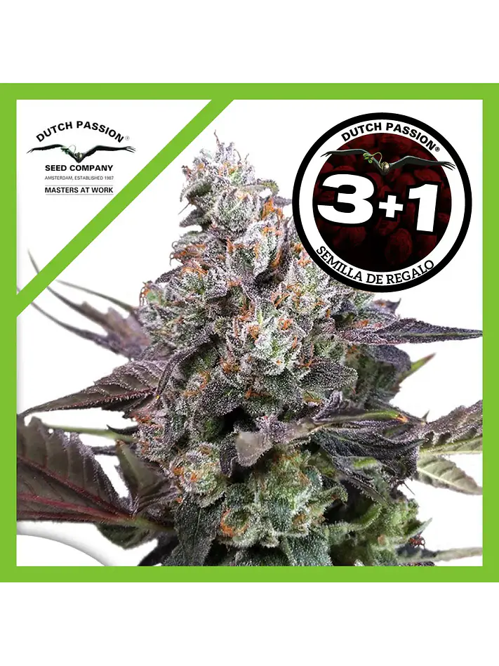 Candy Bubatz Xl Fem -Dutch Passion X3+1 1