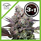 Candy Bubatz Xl Fem -Dutch Passion X3+1 - Miniatura 1