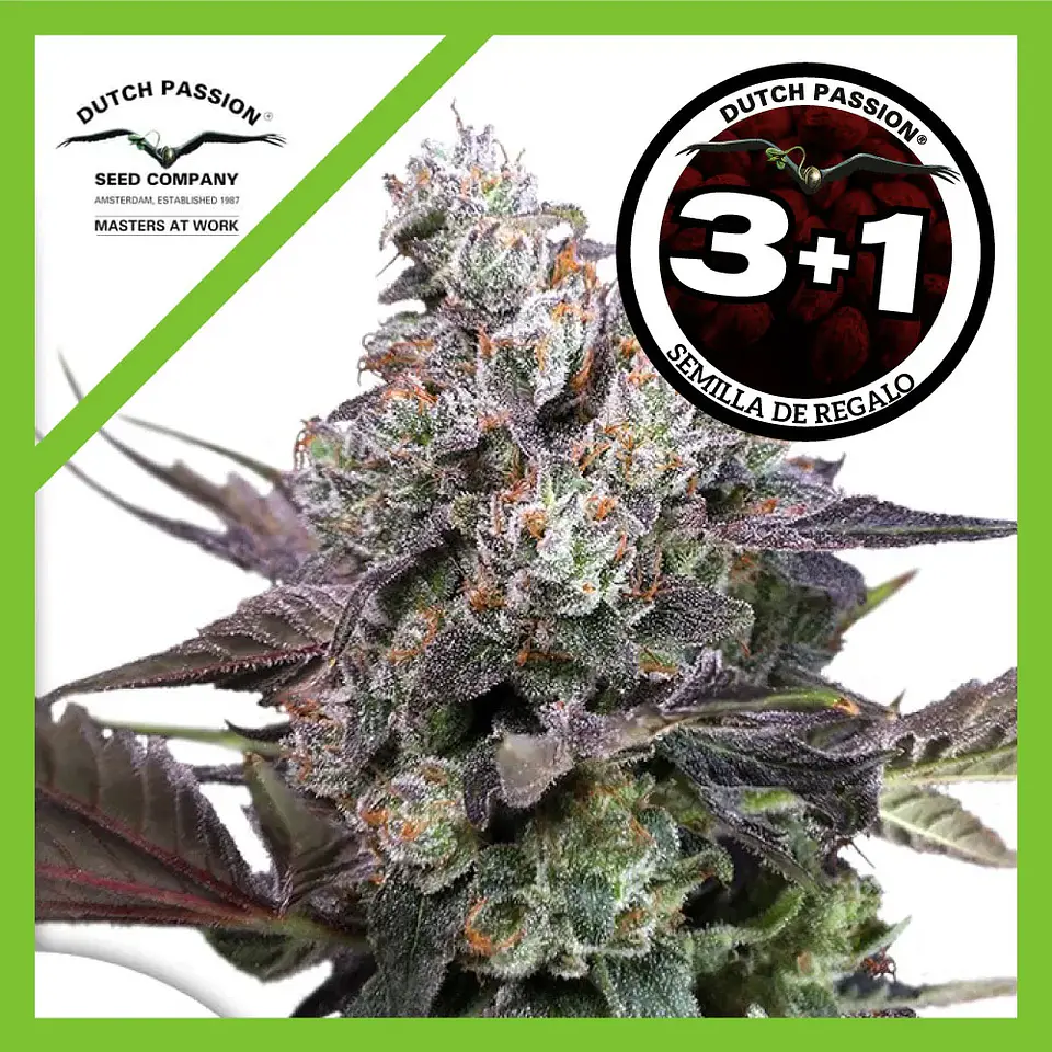 Candy Bubatz Xl Fem -Dutch Passion X3+1 1