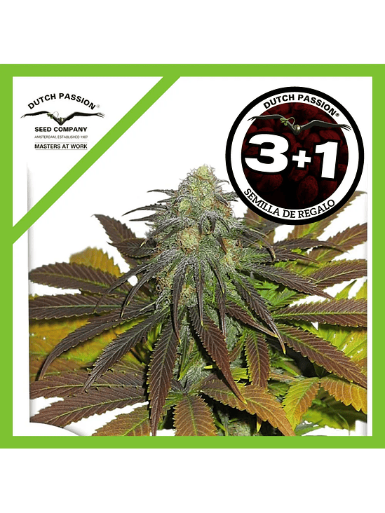 Californian Orange Fem X3+1-Dutch Passion 1