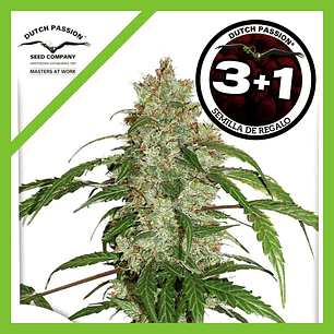 Cbd White Widow Auto X3+1-Dutch Passion