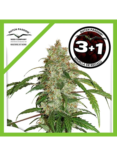 Cbd White Widow Auto -Dutch Passion X3+1 1