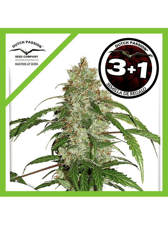 Cbd White Widow Auto X3+1-Dutch Passion 1