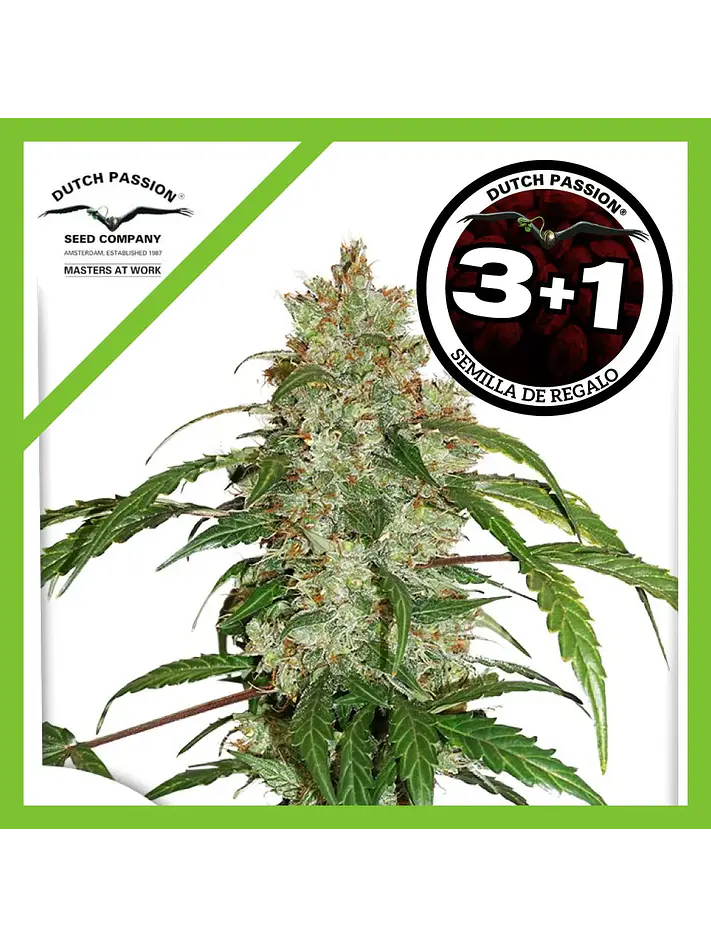 Cbd White Widow Auto -Dutch Passion X3+1 1