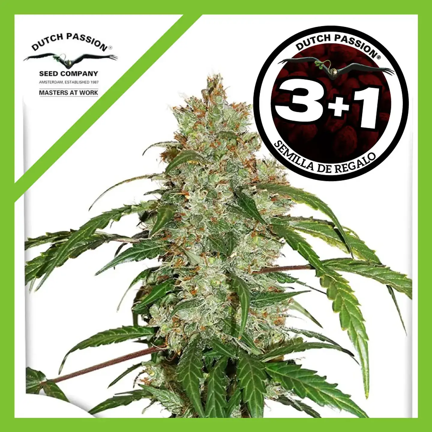 Cbd White Widow Auto -Dutch Passion X3+1 1