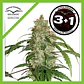 Cbd White Widow Auto -Dutch Passion X3+1 - Miniatura 1