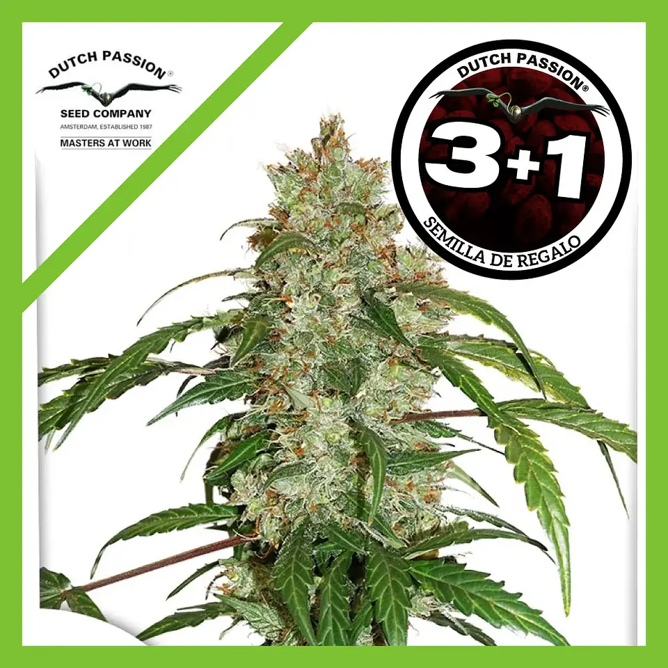 Cbd White Widow Auto -Dutch Passion X3+1 1