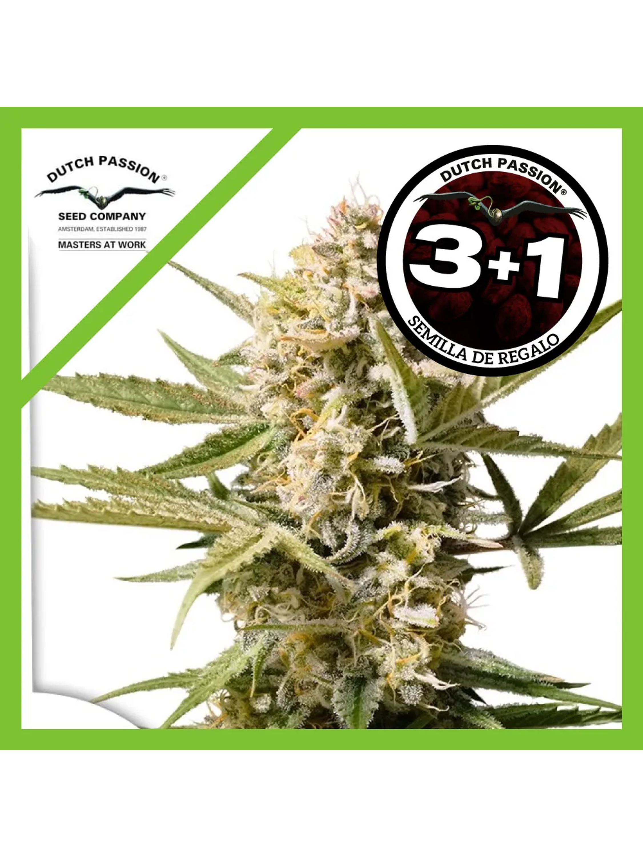 Cinderella Jack Auto -Dutch Passion (X3/X3+1/X1) 1