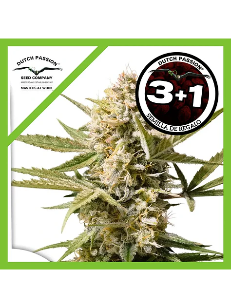Cinderella Jack Auto -Dutch Passion (X3+1/X1) 1