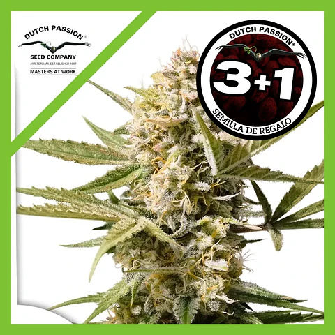 Cinderella Jack Auto -Dutch Passion (X3+1/X1)