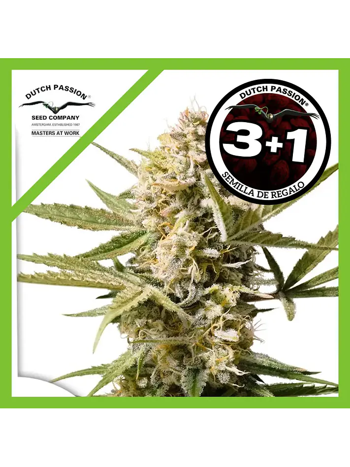 Cinderella Jack Auto -Dutch Passion (X3+1/X1) 1