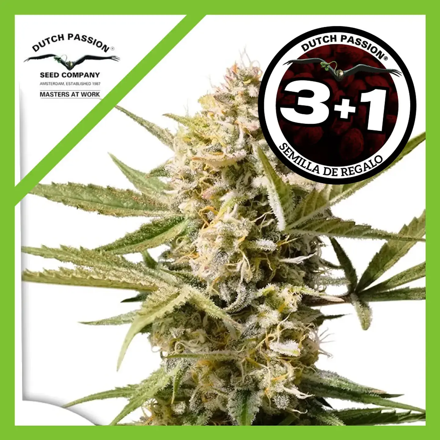 Cinderella Jack Auto -Dutch Passion (X3+1/X1) 1
