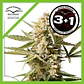 Cinderella Jack Auto -Dutch Passion (X3+1/X1) - Miniatura 1