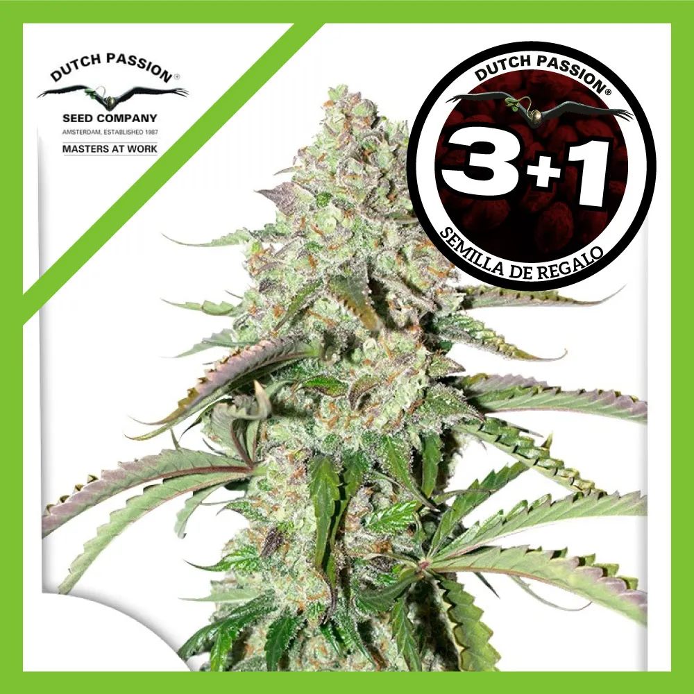 Colorado Cookies Auto -Dutch Passion X3+1 2
