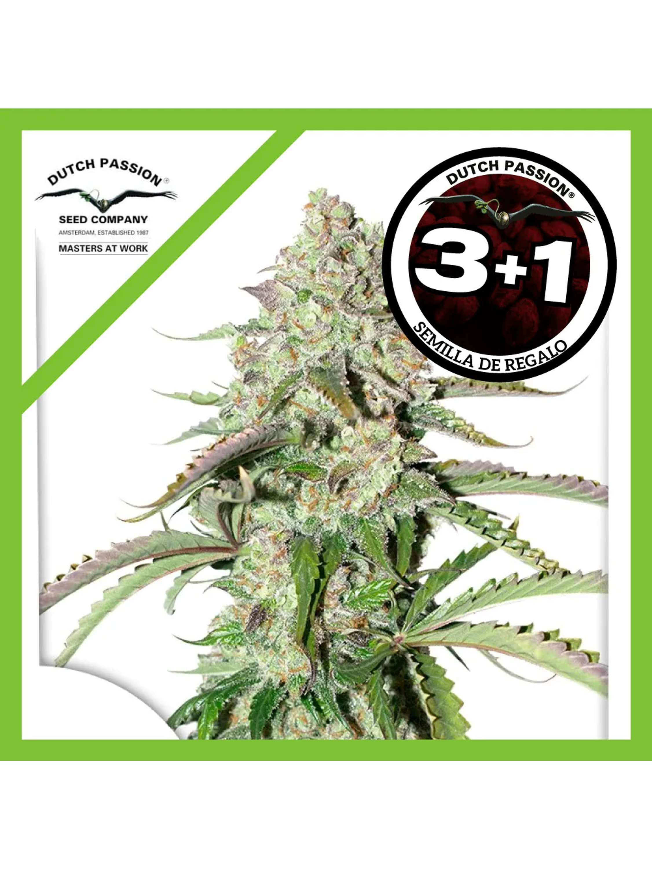 Colorado Cookies Auto -Dutch Passion (X3/X3+1) 2