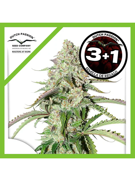 Colorado Cookies Auto -Dutch Passion X3+1 2