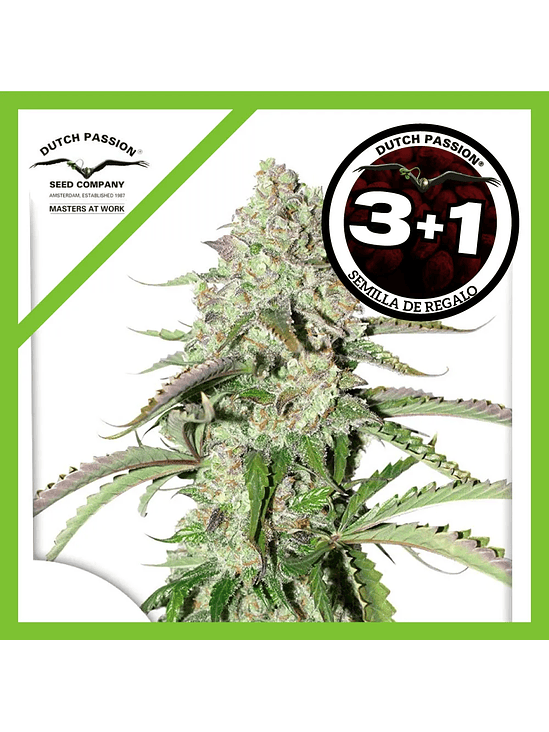 Colorado Cookies Auto X3+1-Dutch Passion 1