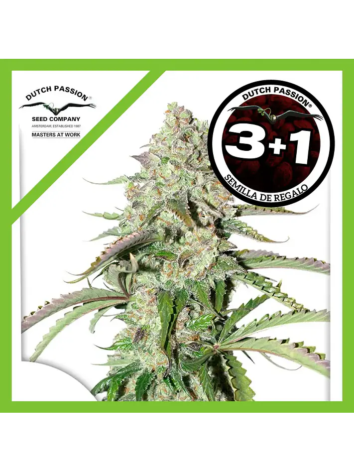 Colorado Cookies Auto -Dutch Passion X3+1 2