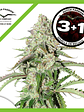 Colorado Cookies Auto -Dutch Passion (X3/X3+1) - Miniatura 2