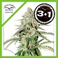 Colorado Cookies Auto -Dutch Passion X3+1 - Miniatura 2