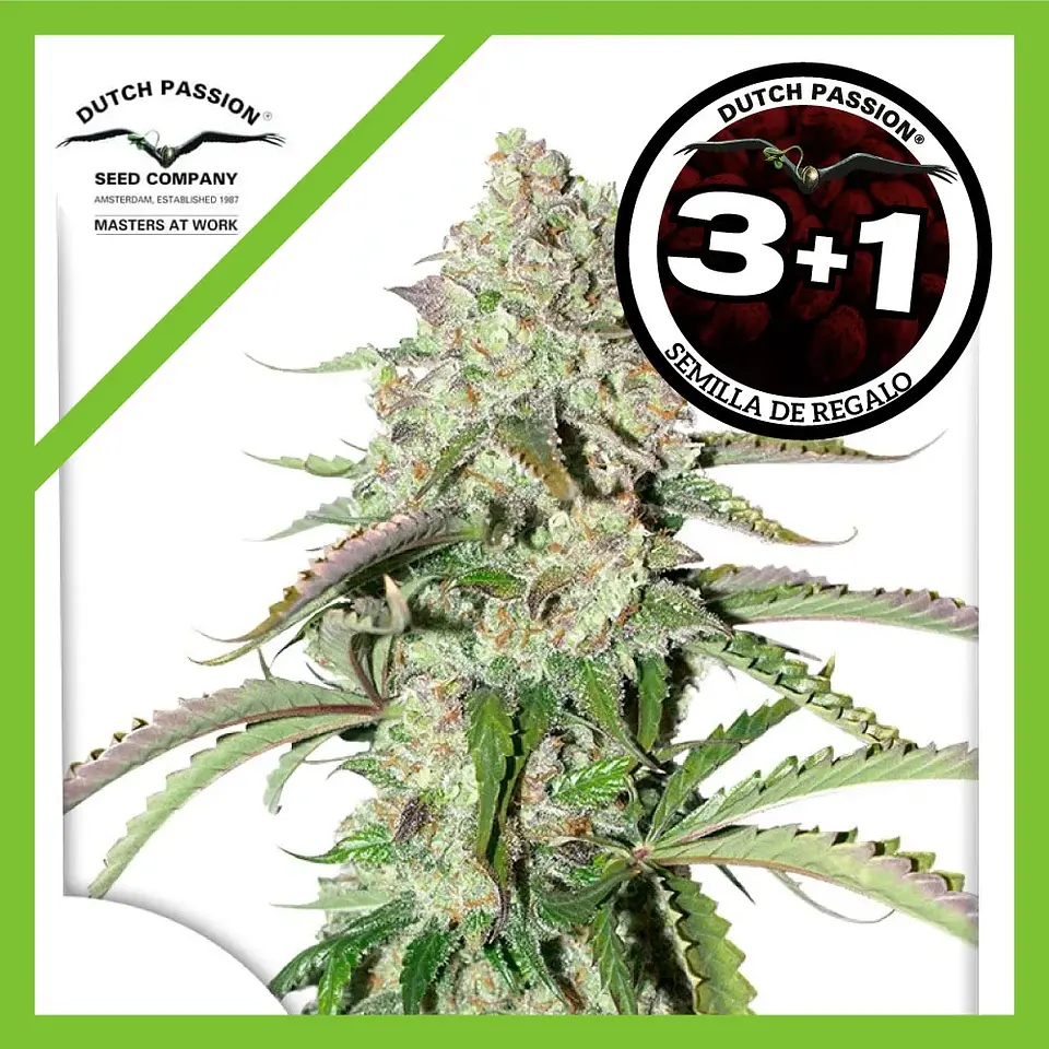 Colorado Cookies Auto -Dutch Passion X3+1 2