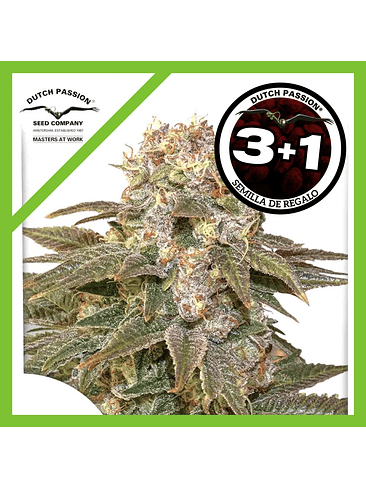 C-Vibez Fem X3+1-Dutch Passion 1