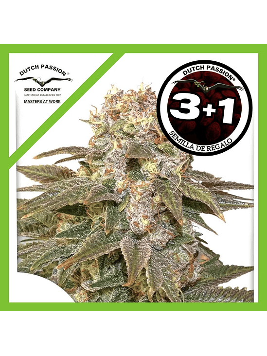 C-Vibez Fem X3+1-Dutch Passion 1