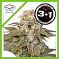 C-Vibez Fem -Dutch Passion X3+1 - Miniatura 1