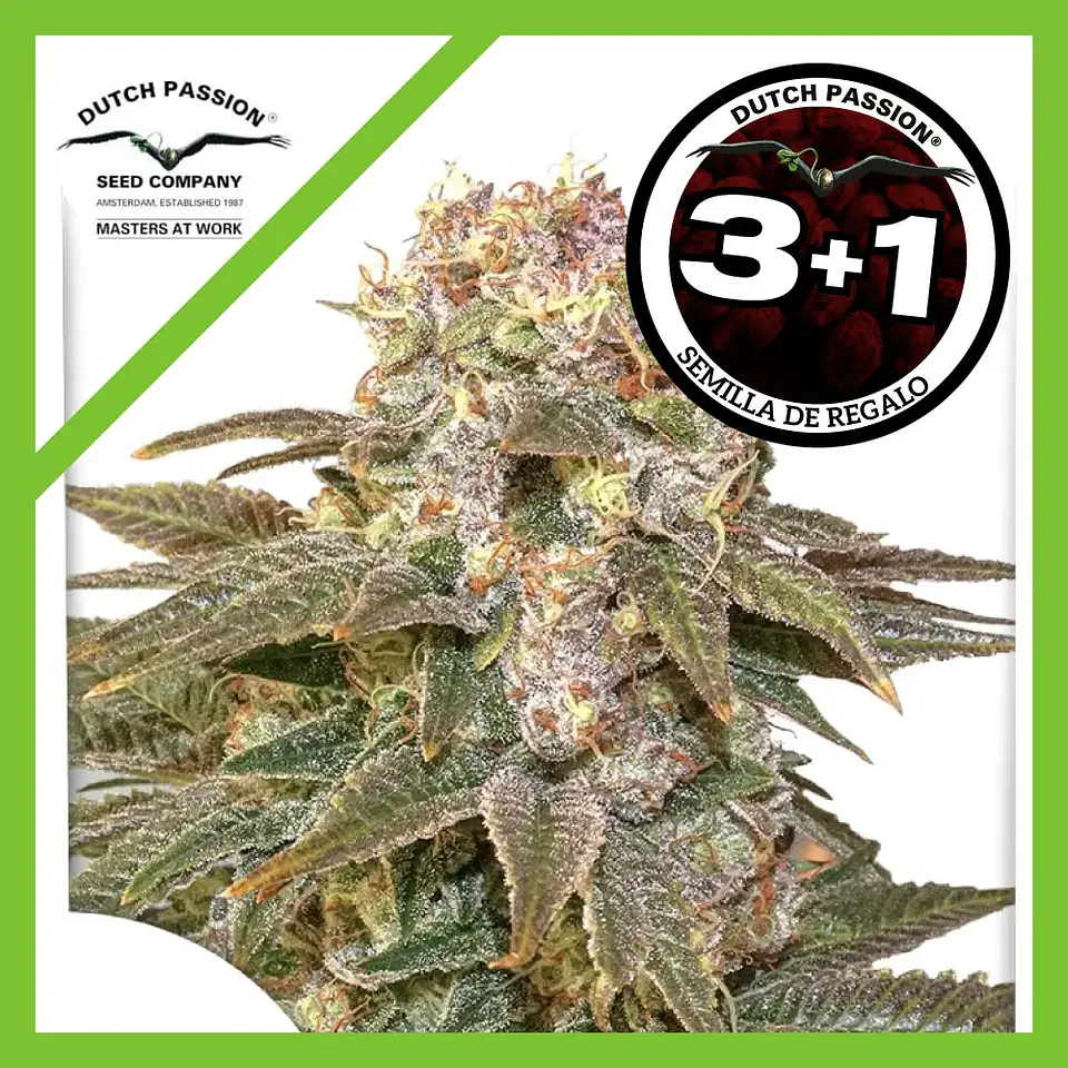 C-Vibez Fem -Dutch Passion X3+1 1
