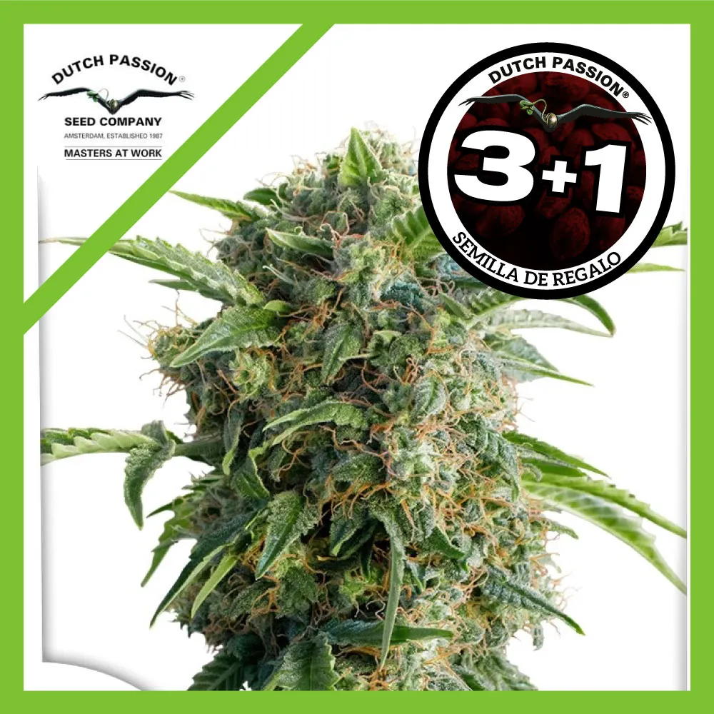 Daiquiri Lime Auto -Dutch Passion X3+1 1