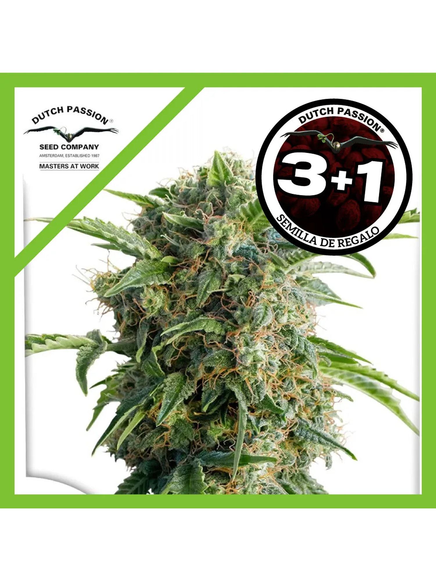 Daiquiri Lime Auto -Dutch Passion (X3/X3+1) 1