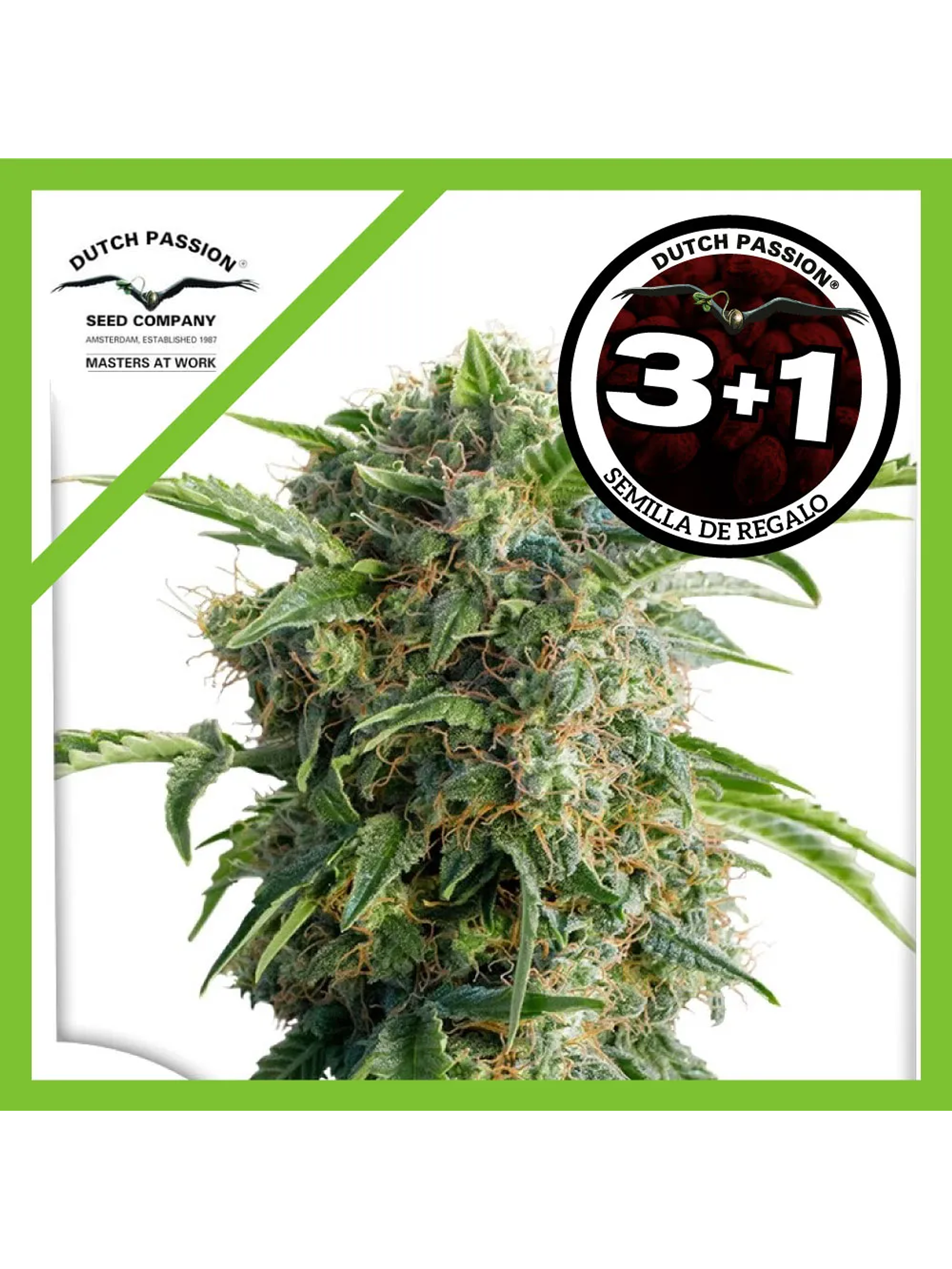 Daiquiri Lime Auto -Dutch Passion (X3/X3+1) 1