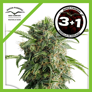 Daiquiri Lime Auto X3+1-Dutch Passion