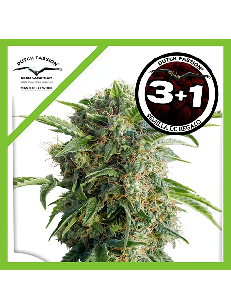 Daiquiri Lime Auto -Dutch Passion X3+1 1