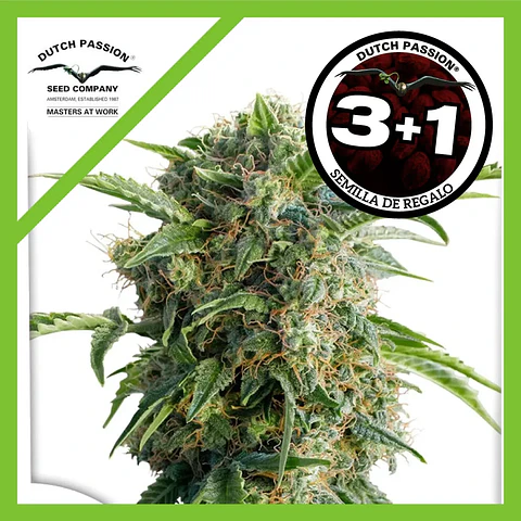 Daiquiri Lime Auto -Dutch Passion X3+1