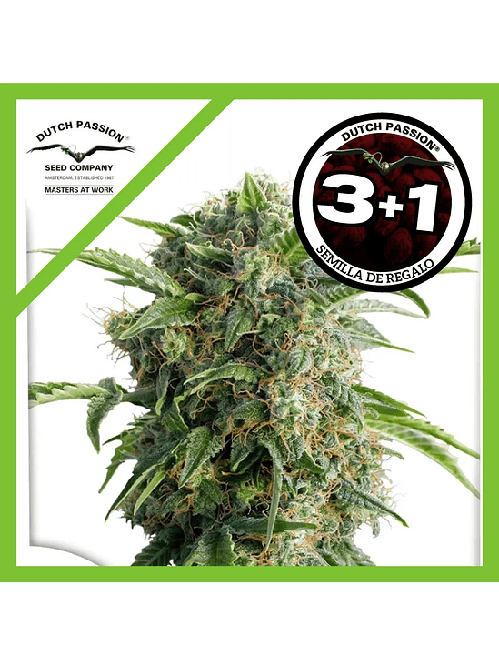 Daiquiri Lime Auto X3+1-Dutch Passion 1