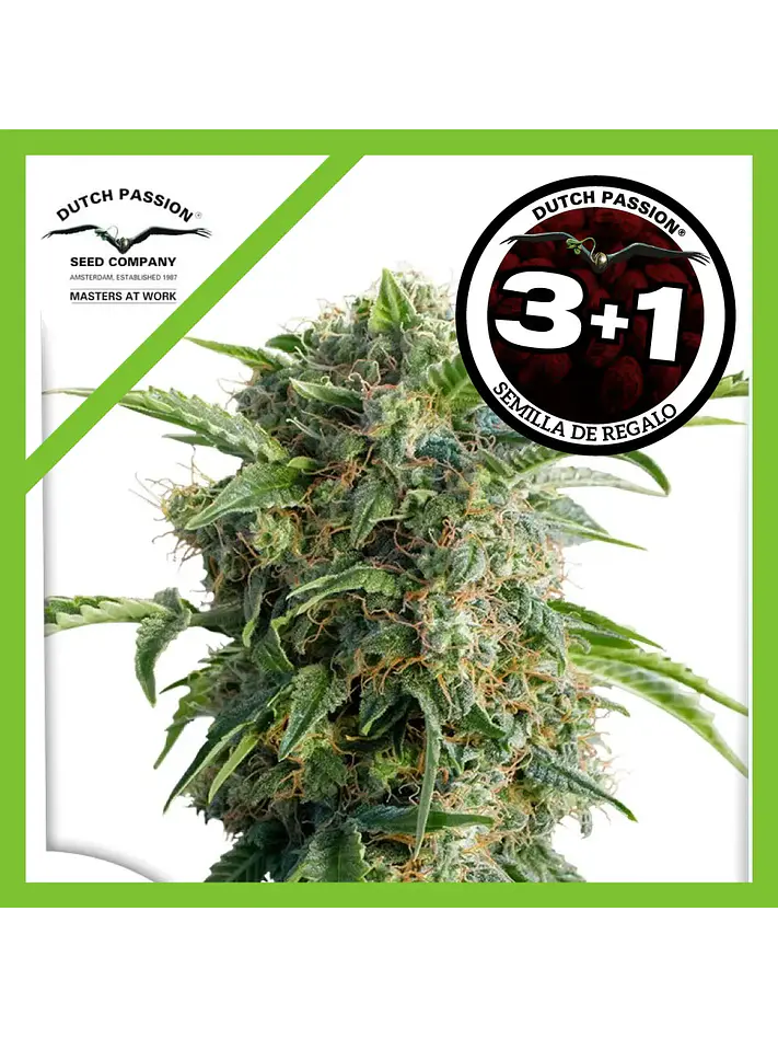Daiquiri Lime Auto -Dutch Passion X3+1 1