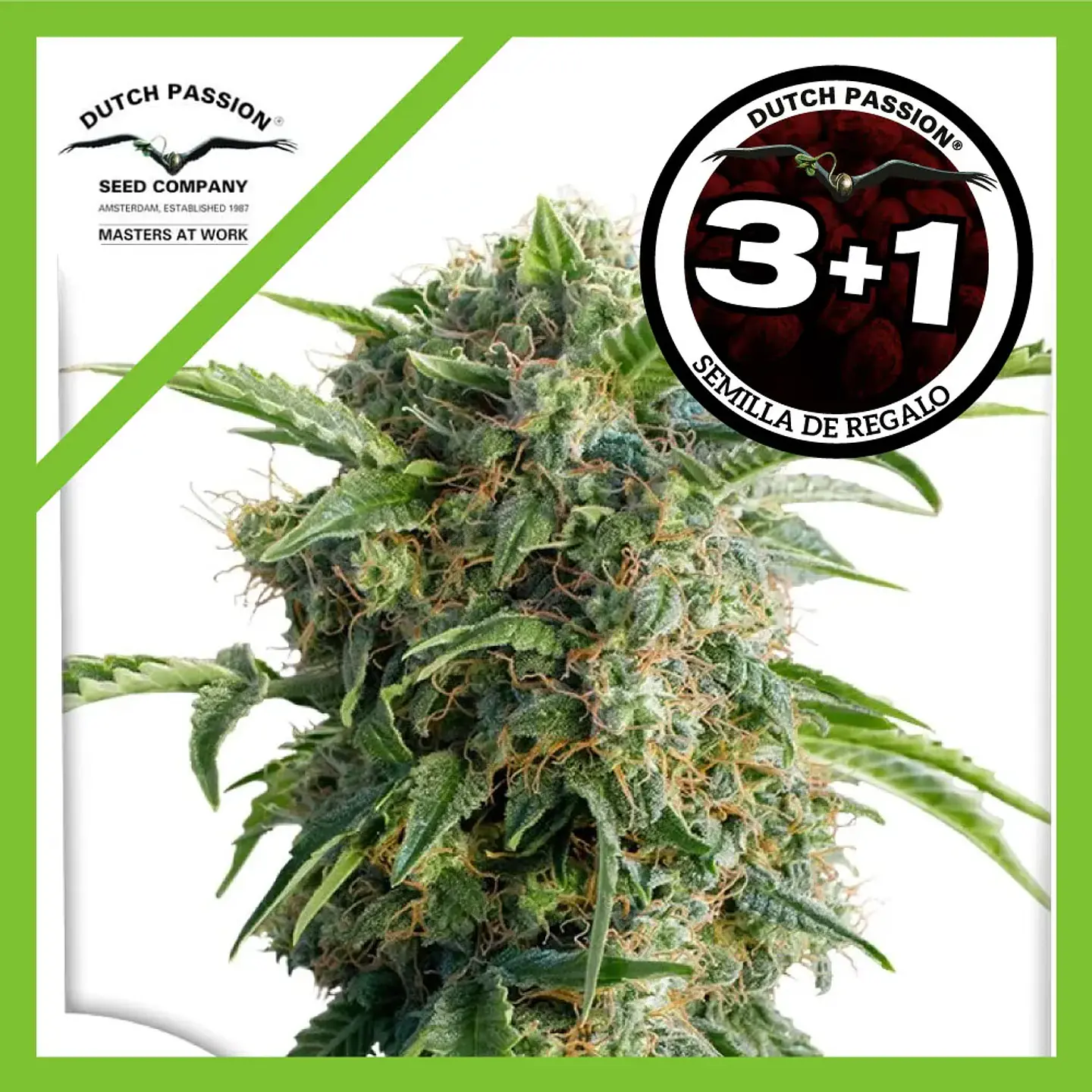 Daiquiri Lime Auto -Dutch Passion X3+1 1