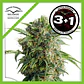 Daiquiri Lime Auto -Dutch Passion X3+1 - Miniatura 1