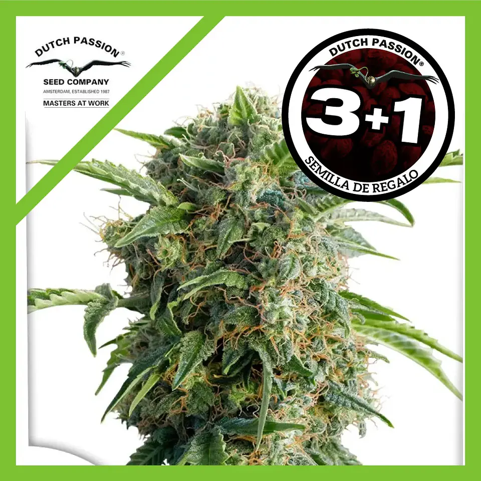 Daiquiri Lime Auto -Dutch Passion X3+1 1