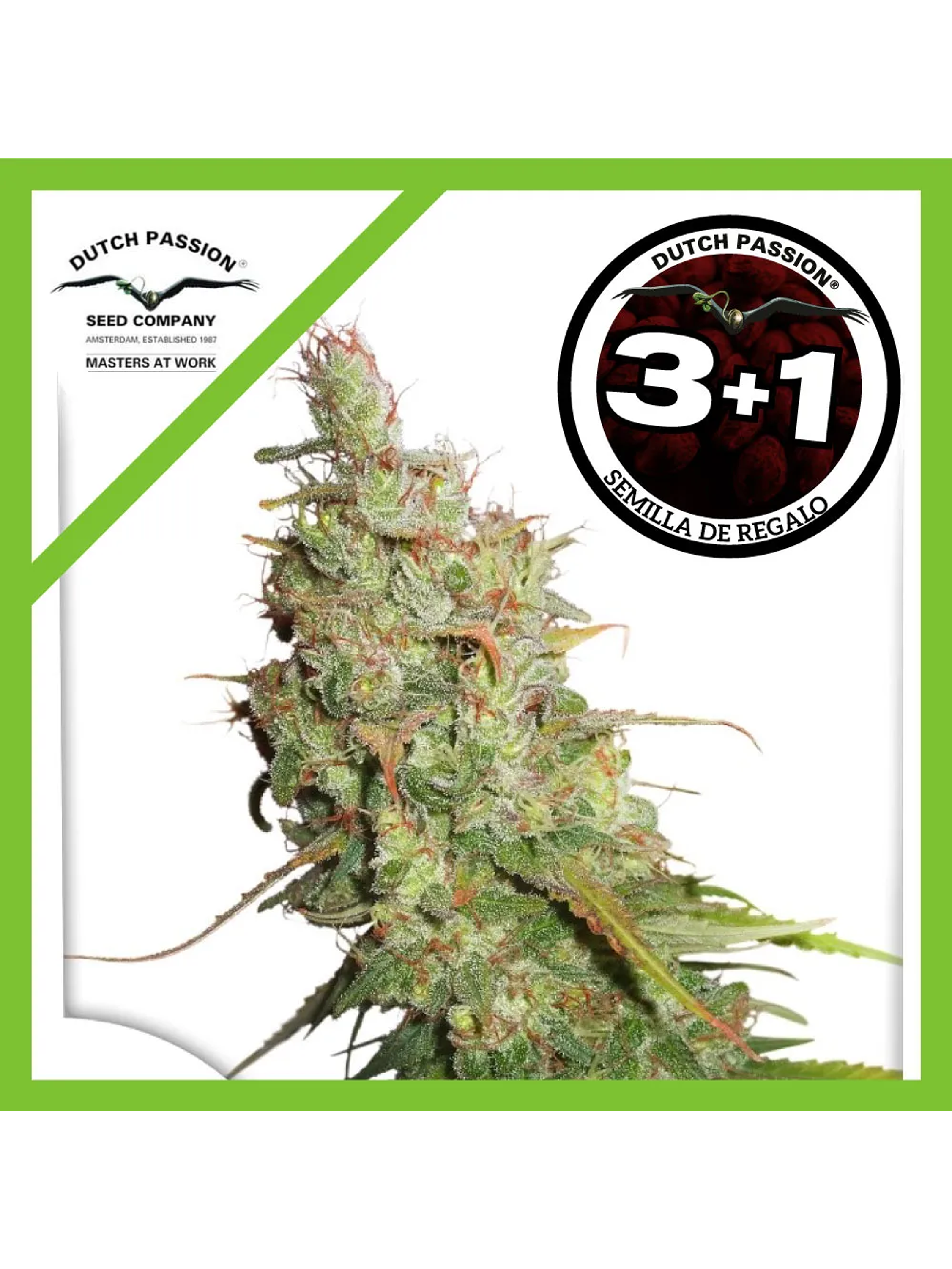 Desfran Auto -Dutch Passion (X3/X3+1) 1