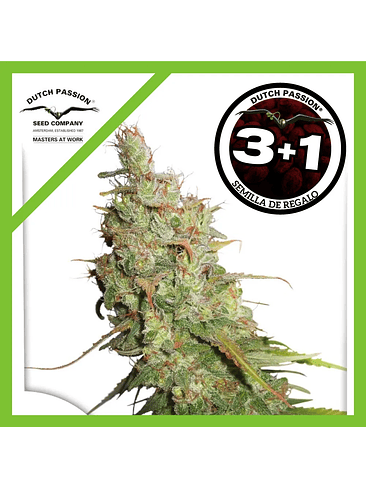 Desfran Auto X3+1-Dutch Passion 1