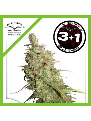 Desfran Fem X3+1-Dutch Passion 1