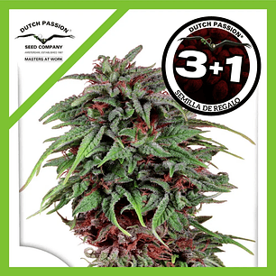 Durban Poison Fem X3+1-Dutch Passion