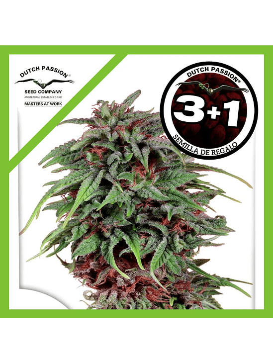 Durban Poison Fem X3+1-Dutch Passion 1