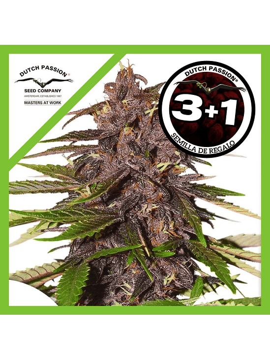 Forbidden Cherry Auto X3+1-Dutch Passion 1