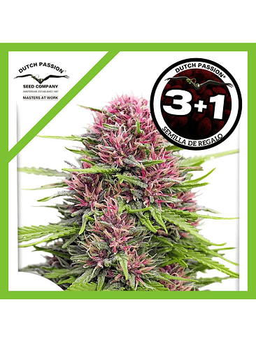 Frisian Dew Fem X3+1-Dutch Passion 1