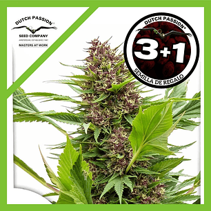 Frisian Duck Fem X3+1-Dutch Passion